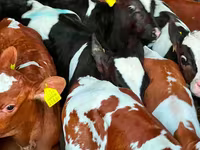 Cattle (batch, sex not specified), Simmental cattle — photo 2