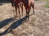 ፈረስ, Horses — ፎቶ 4