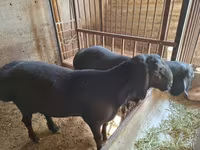 قوچ, گوسفند — عکس 1