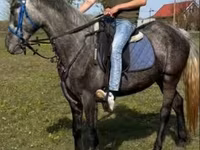 Mare, Horses — photo 2