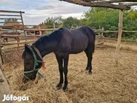 Hengst, Paarden — foto 1
