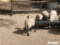 Beran, White Suffolk sheep — foto 6