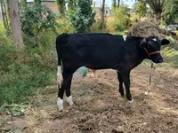 گاو ماده, Russian Black pied cattle — عکس 3