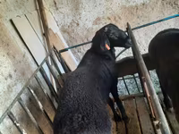 Kambing jantan, Sheep — foto 2