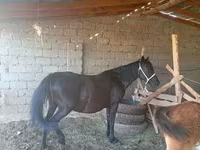 Égua, Cavalos — foto 4