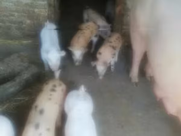 Babi betina, Pigs
