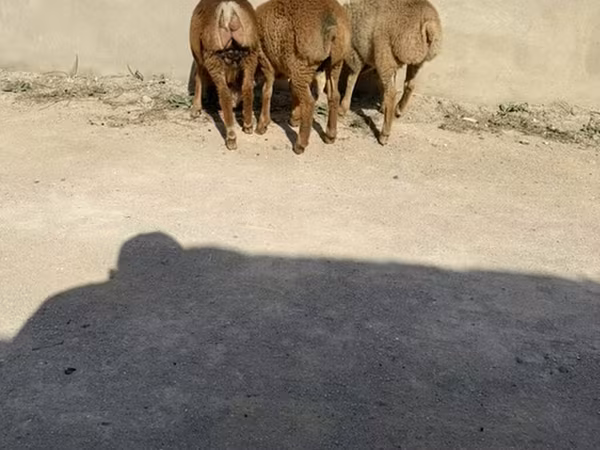 میش, گوسفند