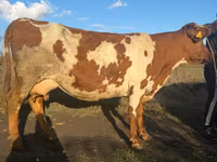 Ko, Simmental cattle — foto 3