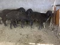 قوچ, گوسفند — عکس 1