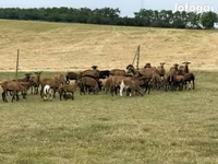 Oi (lot, sex nespecificat), Cameroon sheep — foto 2