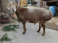 Ovan, Arashan sheep — fotografija 1