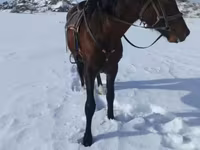 Cavallo, Cavalli — foto 4