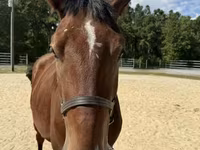 Hingst, Belgian Draught — foto 3