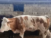 گاو ماده, Simmental cattle — عکس 4
