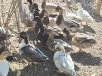 Ducks — ፎቶ 3