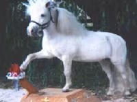Hengst, Miniature horse — Foto 7