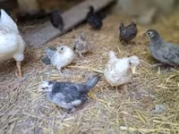 Chickens — fotografija 1