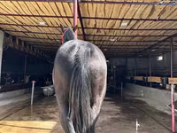 Cavallo, Cavalli — foto 3