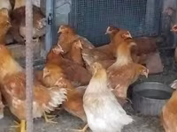 Chickens — تصویر 4