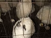 Quails — عکس 2