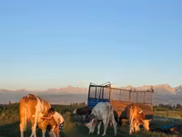 Bulle, Simmental cattle — Foto 3