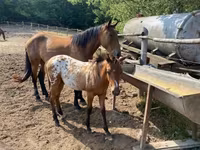 Айғыр, Appaloosa — 7-сурет
