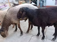 Ram, Schapen — foto 5