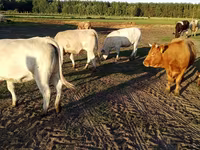 Lembu betina, Charolais cattle — foto 1