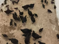 Australorp — foto 6