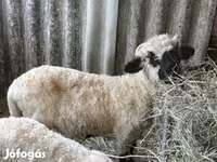 Beran, Valais Blacknose sheep — foto 2