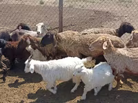 Owca, Owce — zdjęcie 5