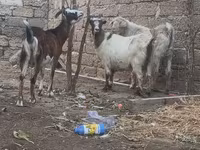 بز نر, بز — عکس 2