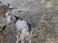 ፍየል, Nubian Goat — ፎቶ 7