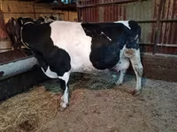 Tehén, Latvian Blue cattle — 2. fotó
