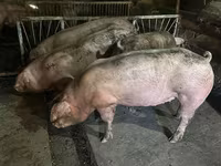 Porci de casa — photo 1