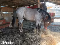 Kůň, Koně — foto 2