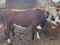 Krava, Latvian Blue cattle — foto 2