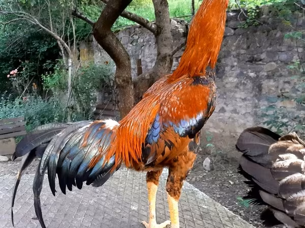 Combattente Thai