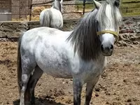 گھوڑی, Hungarian horse breed — تصویر 4