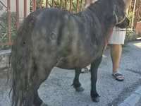 Hoppe, American shetland pony — foto 2