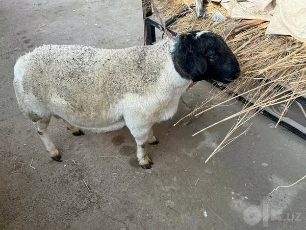 قوچ, Dorper sheep