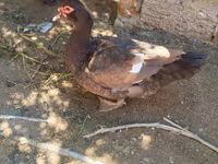 Ducks — φωτογραφία 3