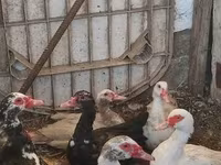 Ducks — புகைப்படம் 1