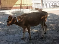 گاو ماده, گاو — عکس 1