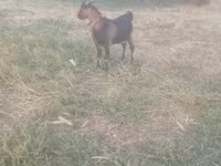 Caprone, Capre — foto 1
