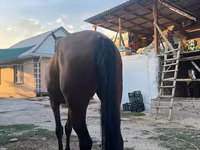 مادیان, Friesian sport horse — عکس 3