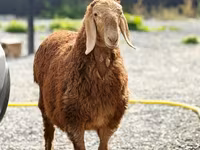 숫양, Hissar sheep — 사진 2