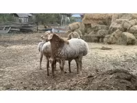 公羊, Rhon sheep — 照片 1