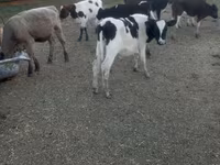 Krava, Russian Black pied cattle — fotografija 3