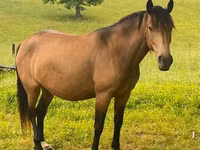 Kobyła, Black Sea breed — zdjęcie 3